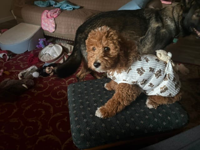 Customer photo review of Bear Decor Fleece Dog Harness Vest