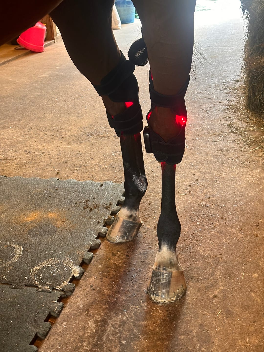 Customer photo review of HorseHalo™  HaloHocks