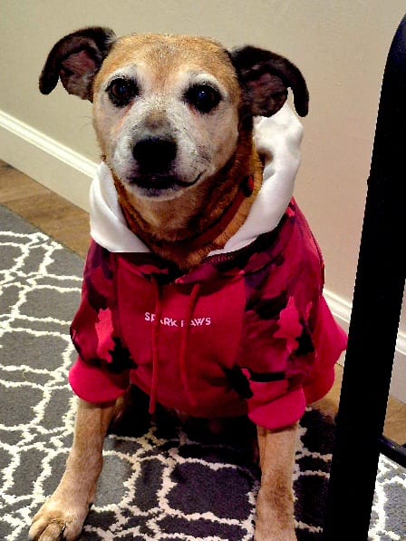 Customer photo review of Fuchsia Camo Dog Hoodie
