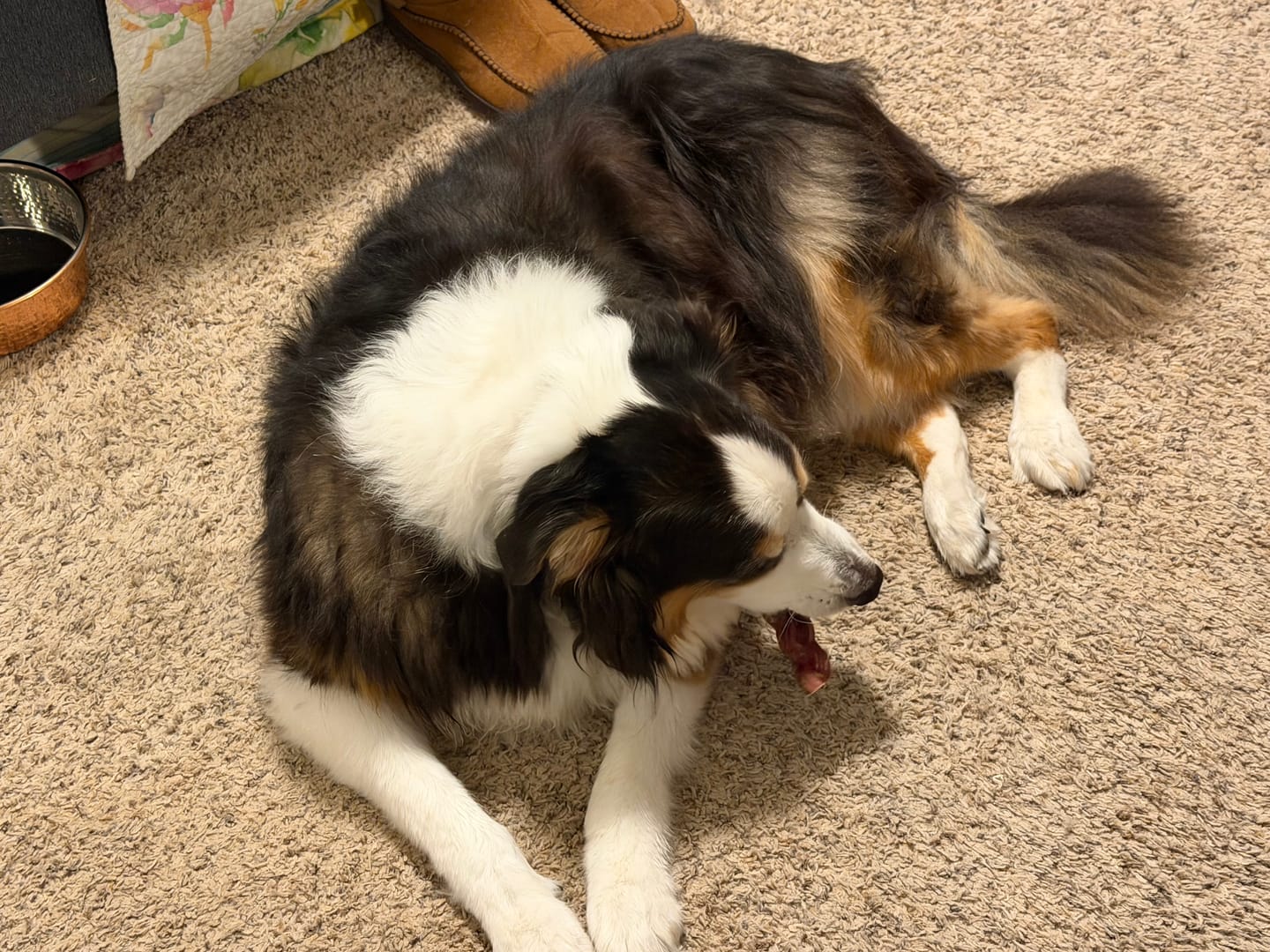 Customer photo review of 6 Inch Thick Braided Bully Stick