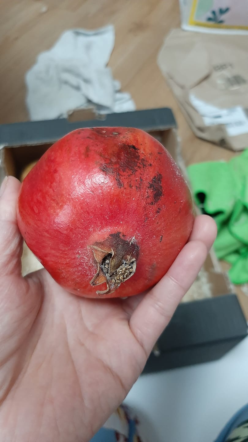Customer photo review of Granatapfel Acco Bio von Apostolis Kreta