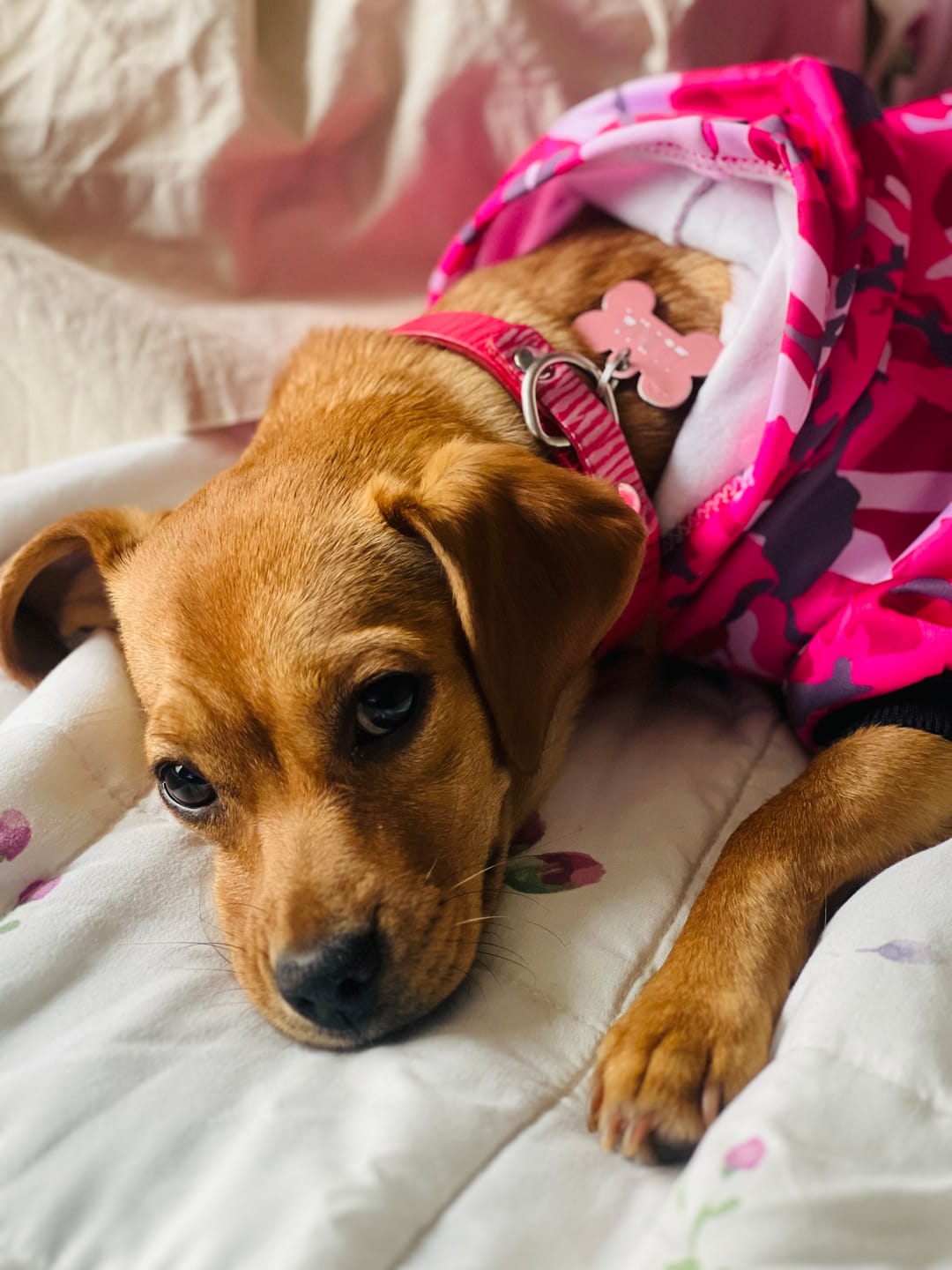Customer photo review of Collar Duke Fucsia Corrugado/Rosado Corrugado