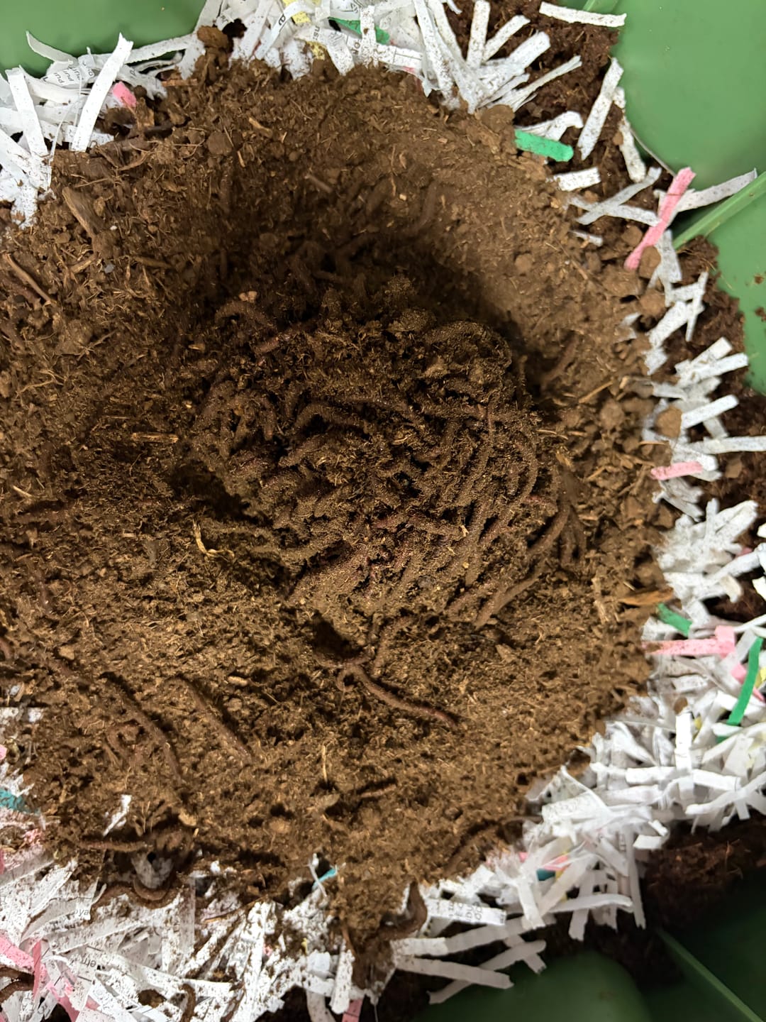 Customer photo review of Red Wigglers Composting Worms