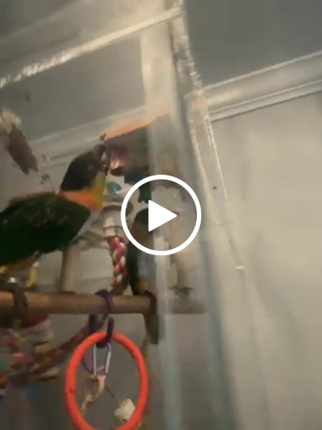 Customer video review of Balsa Whirly Board – Spinning Balsa Bird Toy