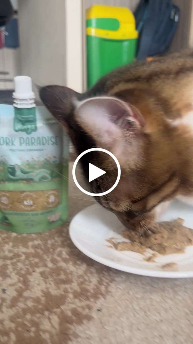 Customer video review of Pork Paradise Gatos