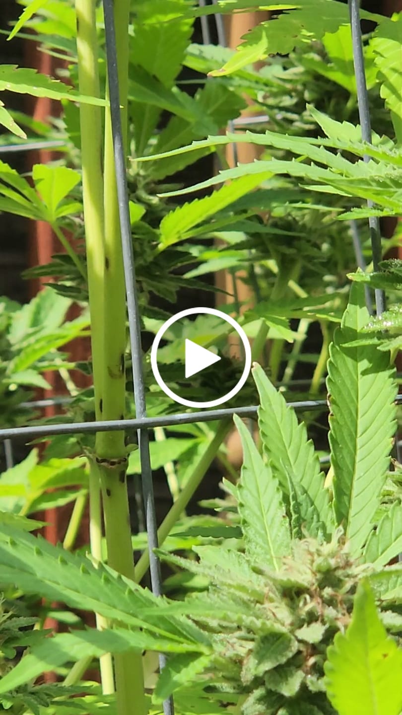 Customer video review of Bloom Juice Award-Winning Formula