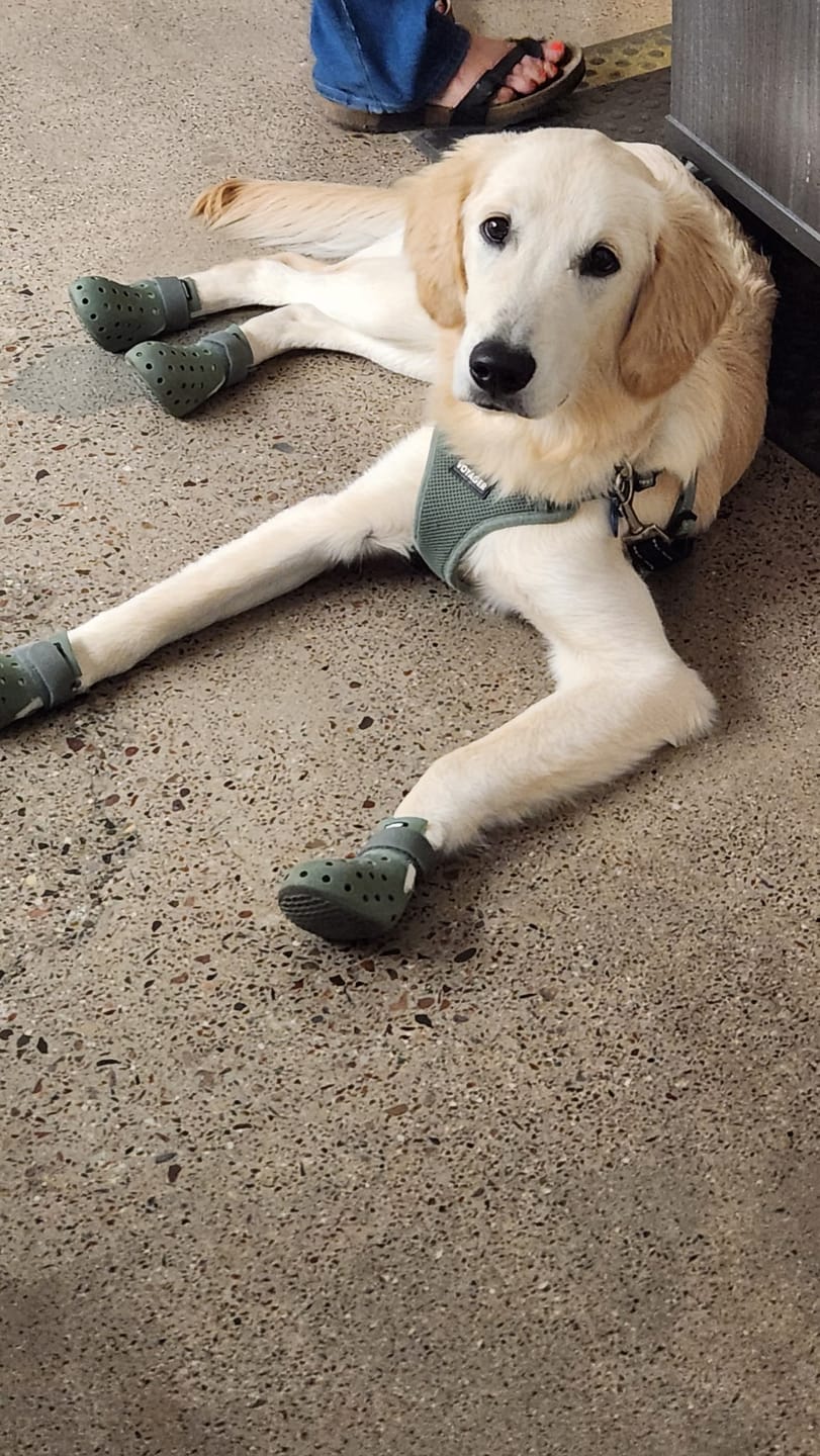 Customer photo review of WagWellies® Mojave