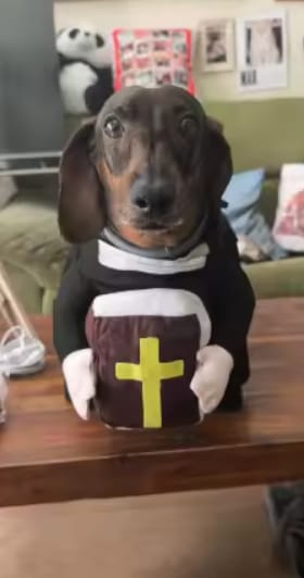 Customer photo review of Disfraz Religioso para Perro