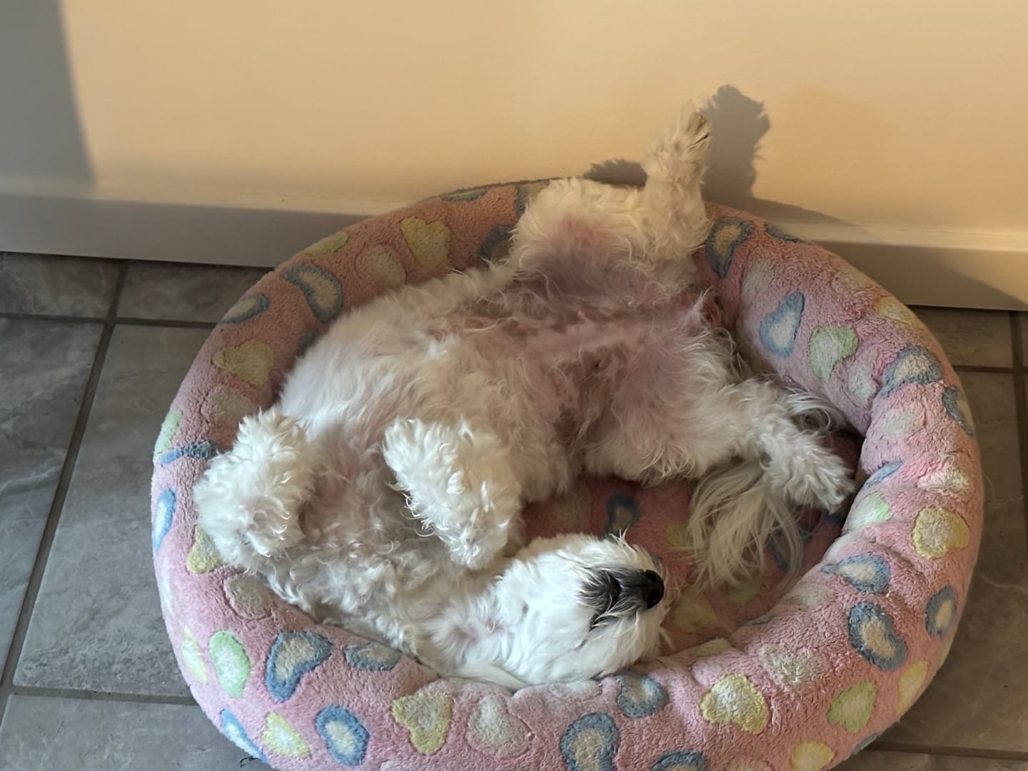 Customer photo review of Hundegodbidder af tørret and, 1 kg