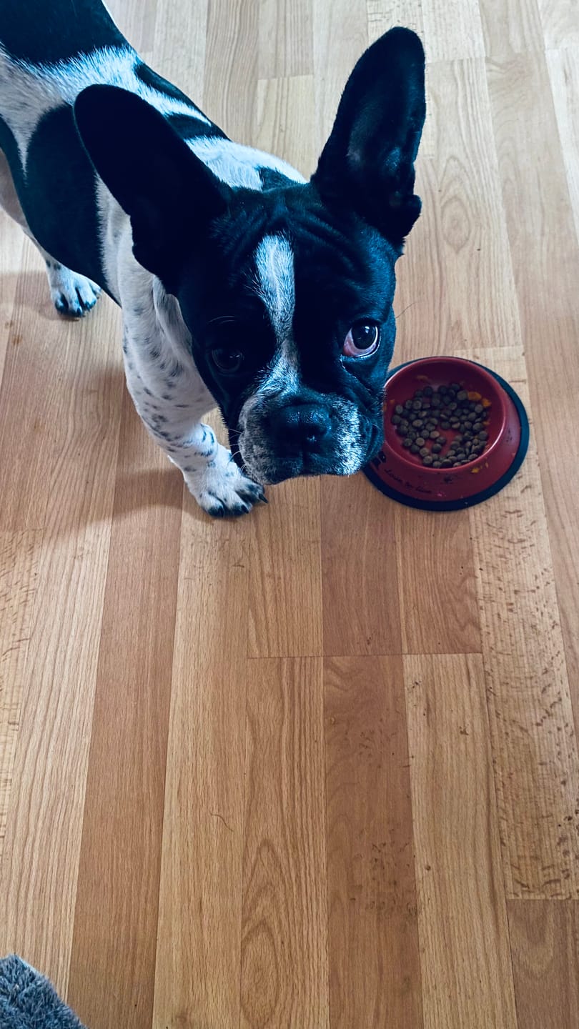 Customer photo review of PetFamily Foods Cachorros