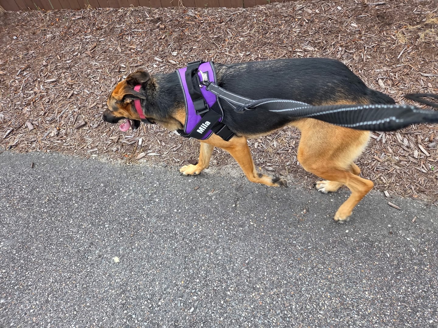 Customer photo review of Reflective Nylon Leash