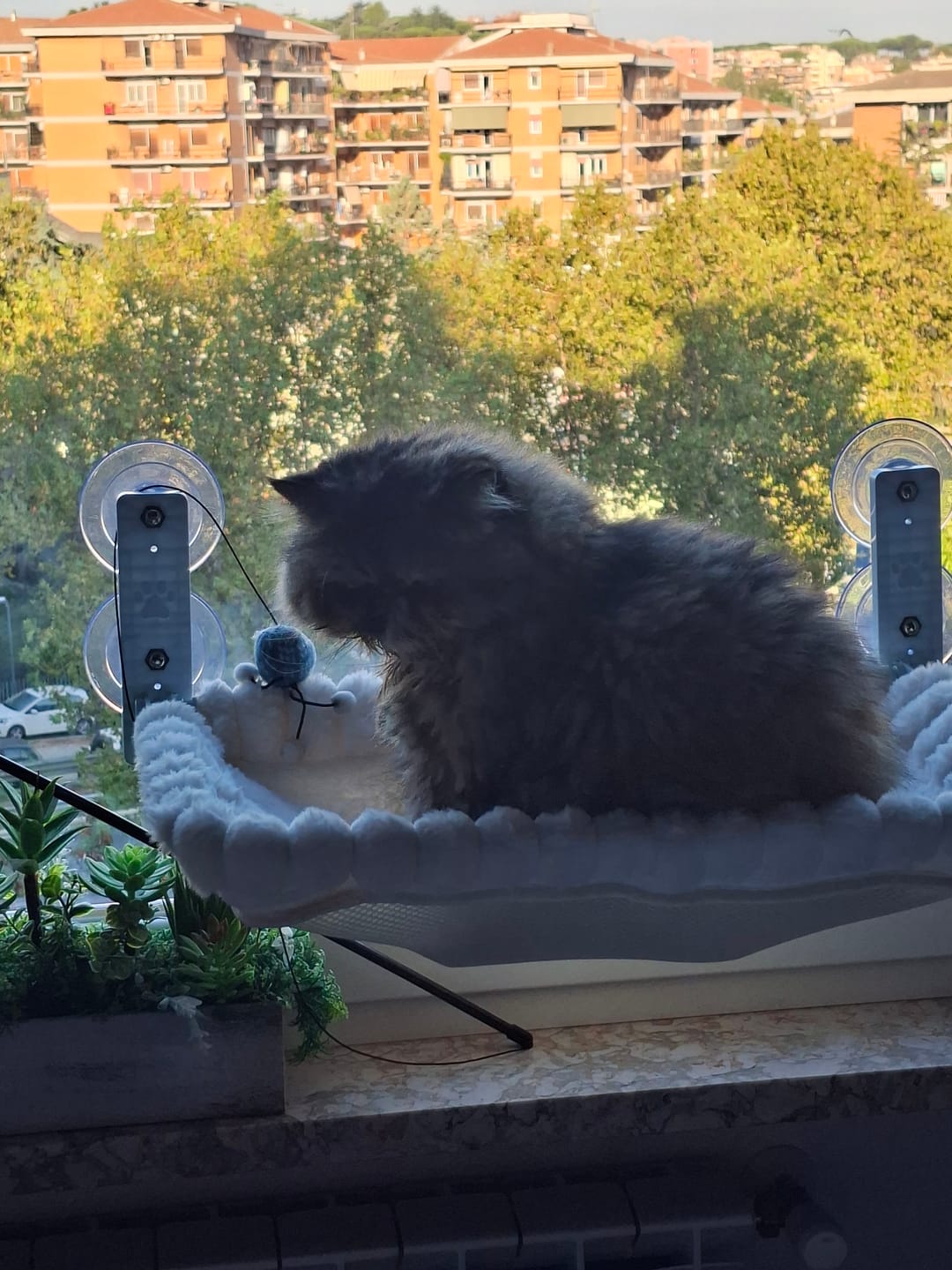 Customer photo review of Cozy Cat Window Perch Sale