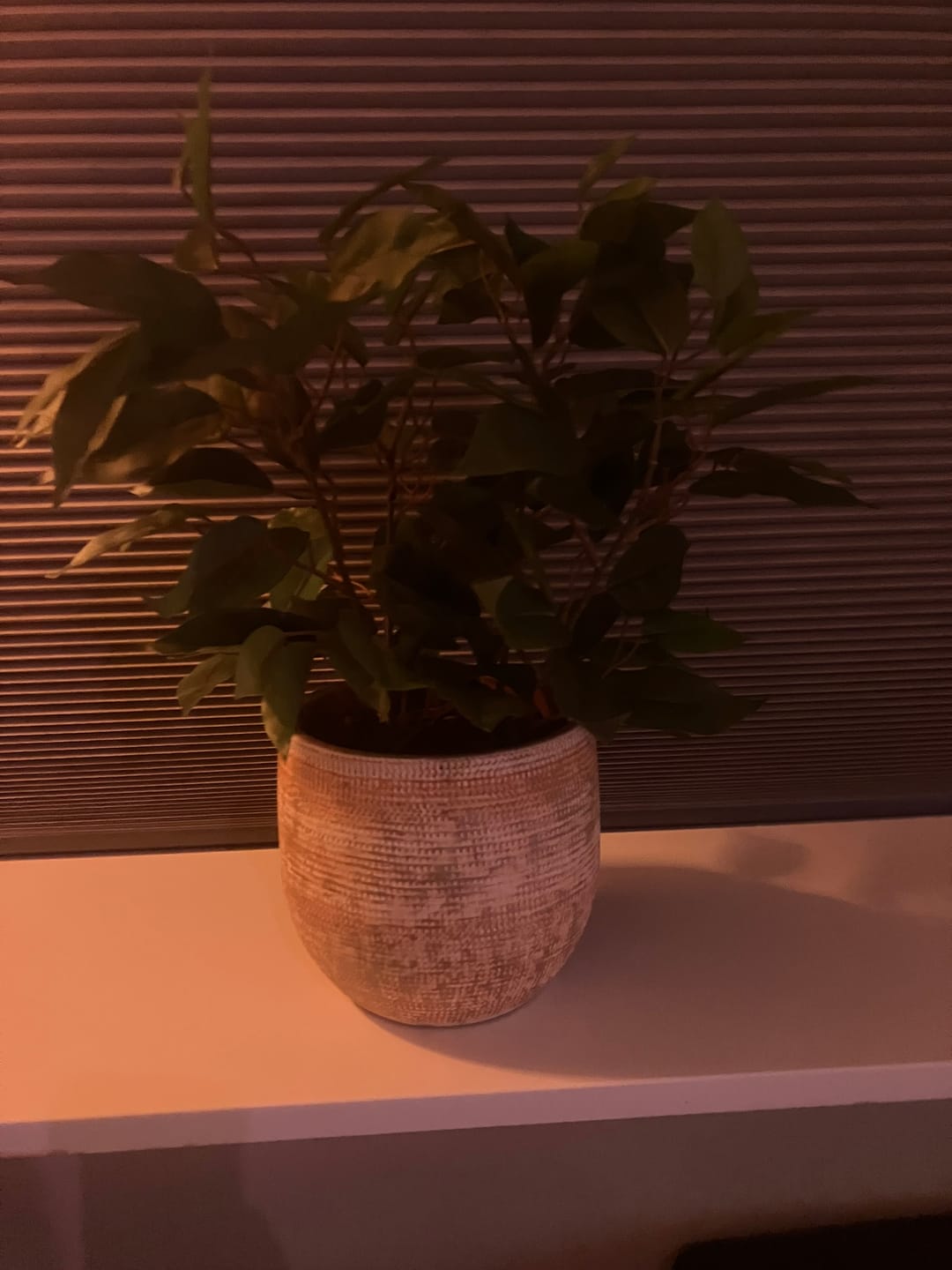 Customer photo review of Ficus Kunstplant 40cm