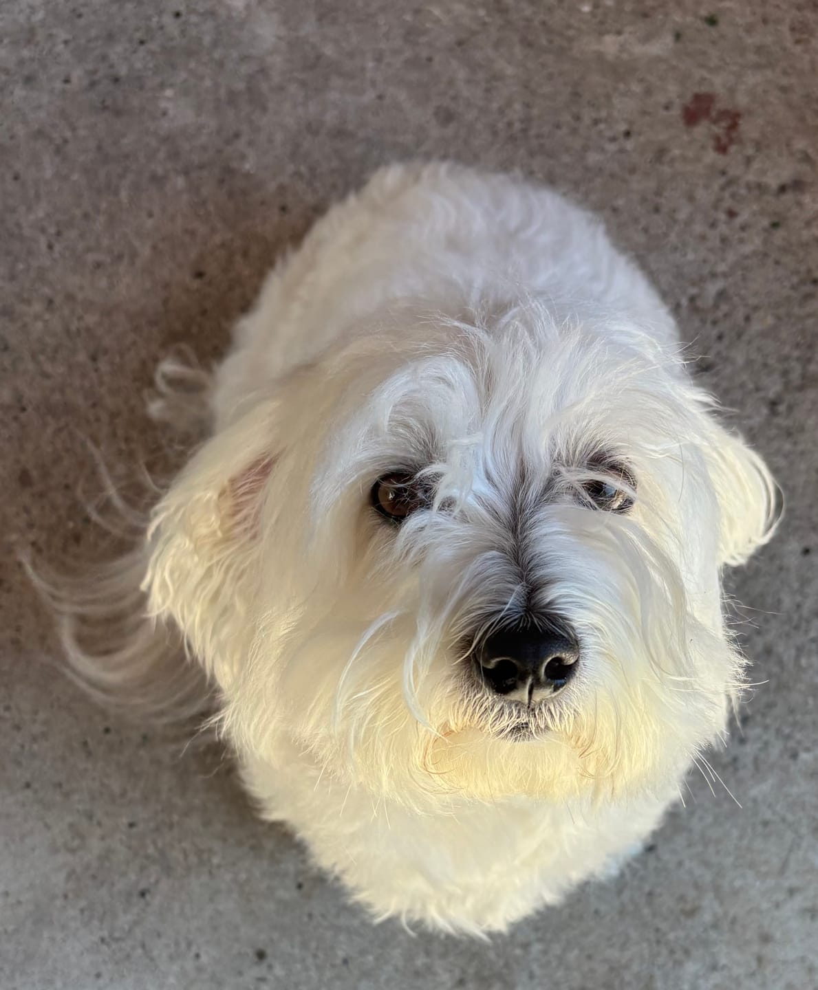 Customer photo review of Hundegodbidder af tørret kylling, 1 kg