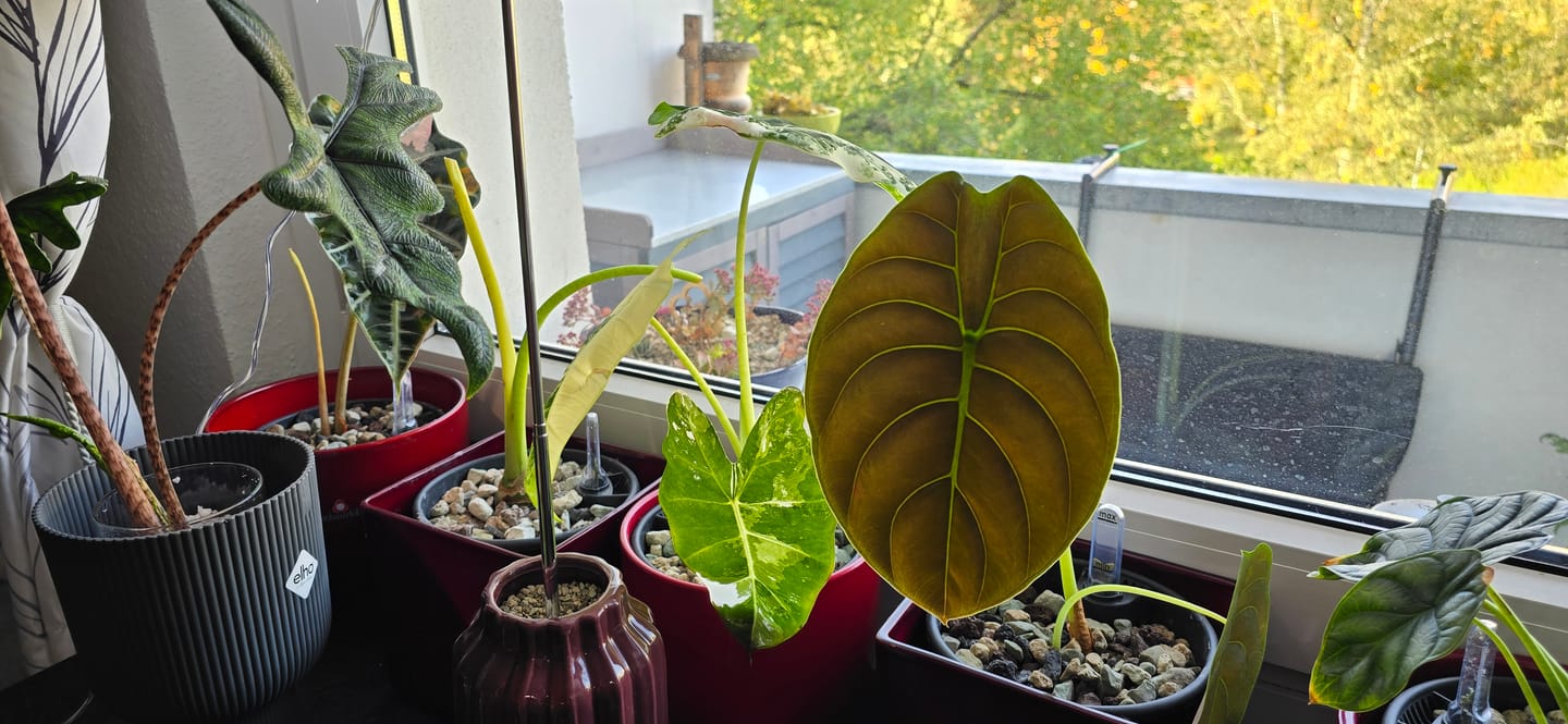 Customer photo review of Chunky Houseplant Mineral Mix