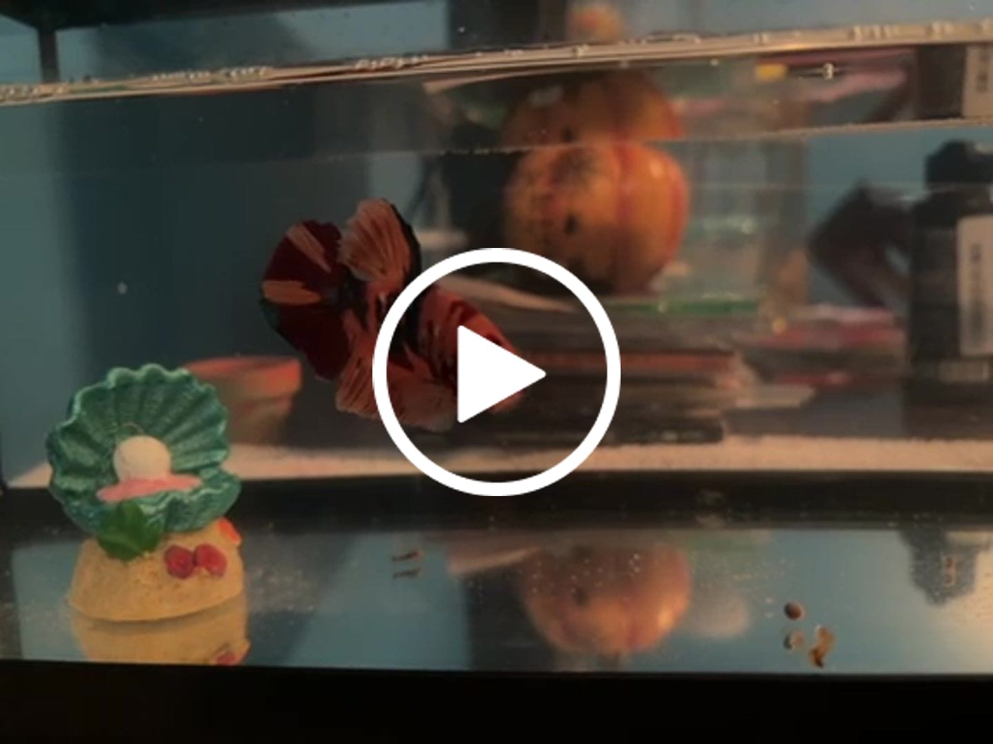 Customer video review of Rare Giant Multicolors Betta Fish (Male)