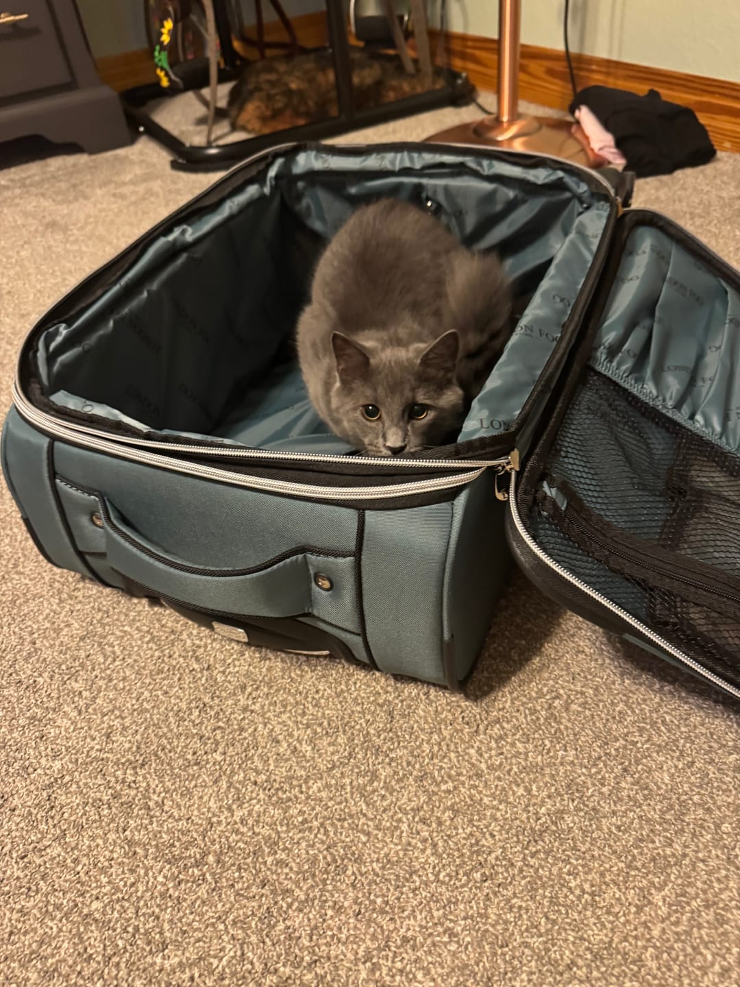 Customer photo review of 4 in 1 Tofu Blend Cat Litter