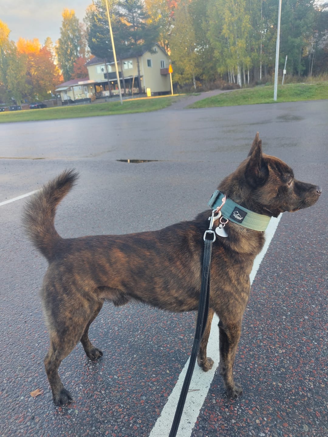 Customer photo review of Active Komfort Rose Edition Pastel Green - Brett slitstarkt halsband med spänne