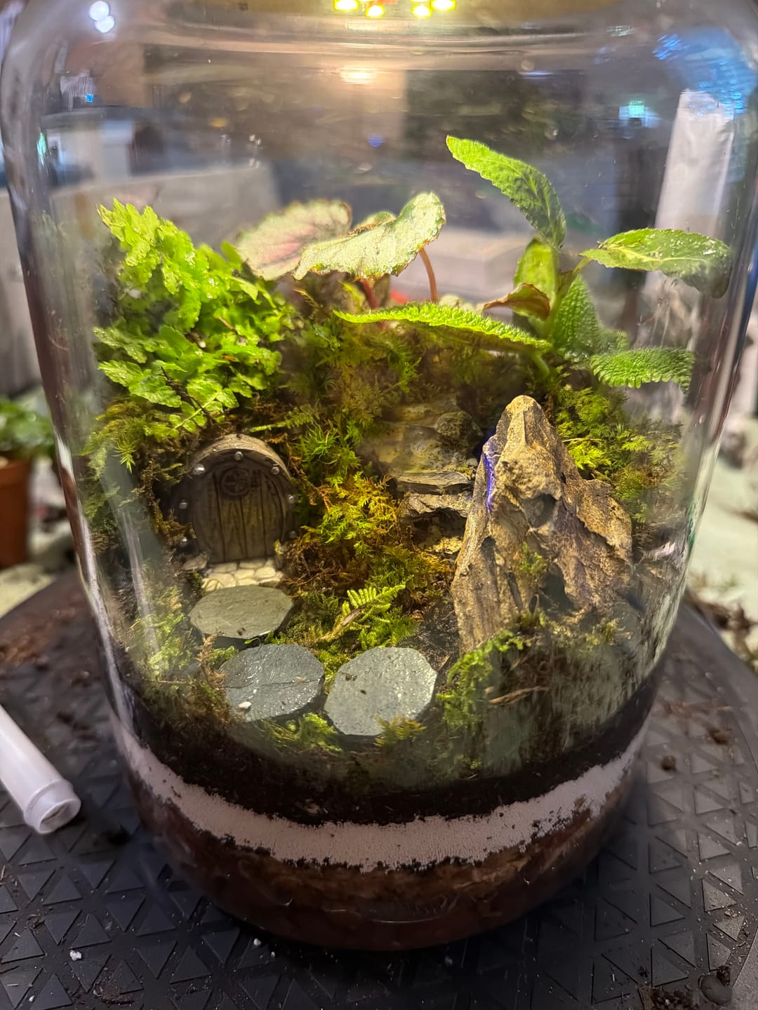 Customer photo review of Light Up Terrarium Kit