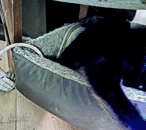 Customer's dark cat resting on an Instinct Mat placed inside a soft, infrared heated pet bed.