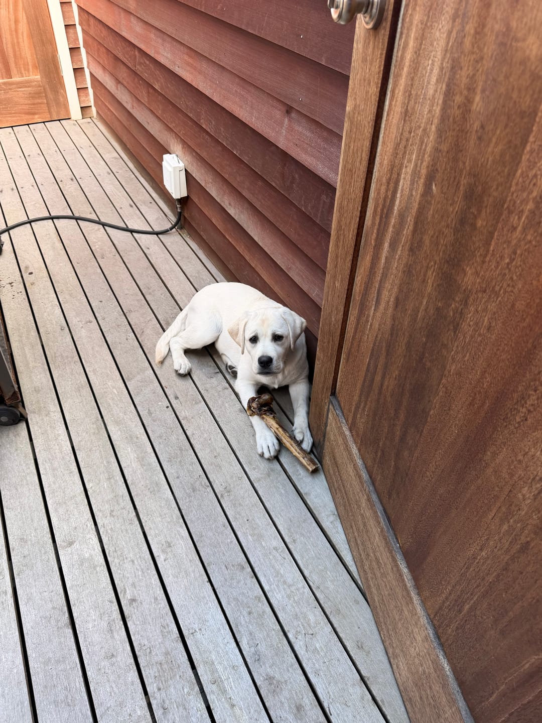 Customer photo review of Medium Ostrich Cane (10" x 3"): The Long-Lasting, Flavor-Packed Chew for Medium & Large Dogs