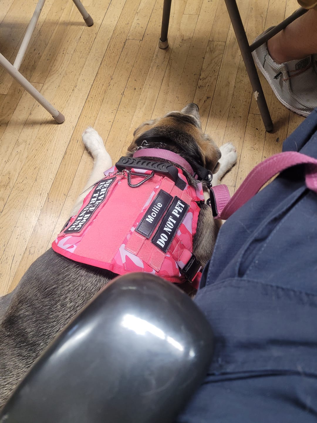 Customer photo review of Custom Hook & Loop Patch For Harness (Printed - 1 Pair)