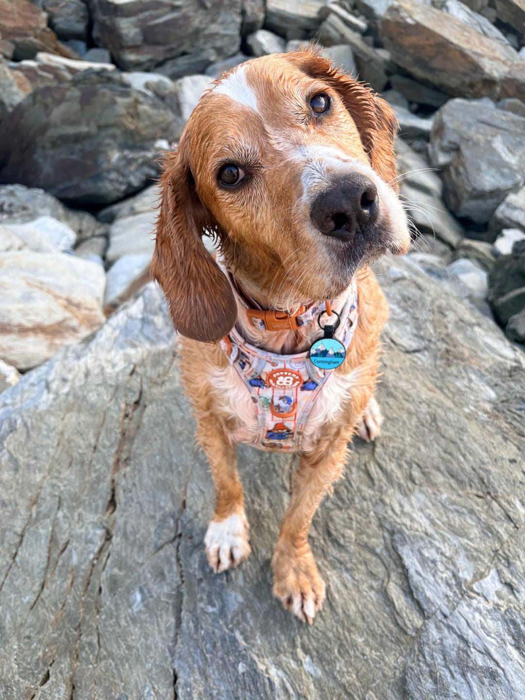 Customer photo review of Paddington™ Tough Trails™ Harness - Peckish Paddington