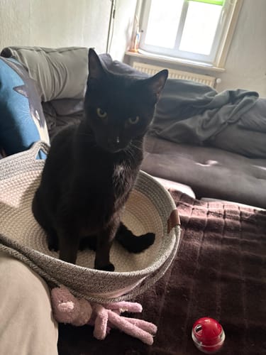 Customer's Fellnest Katzenkorb, a woven basket, with a black cat sitting inside on a couch.
