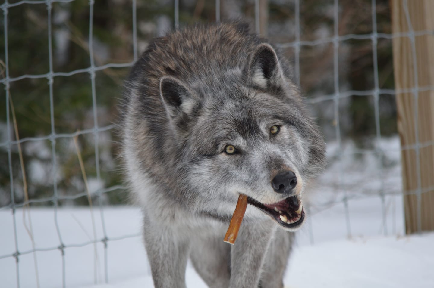 Customer photo review of 6 Inch Thick Bully Stick