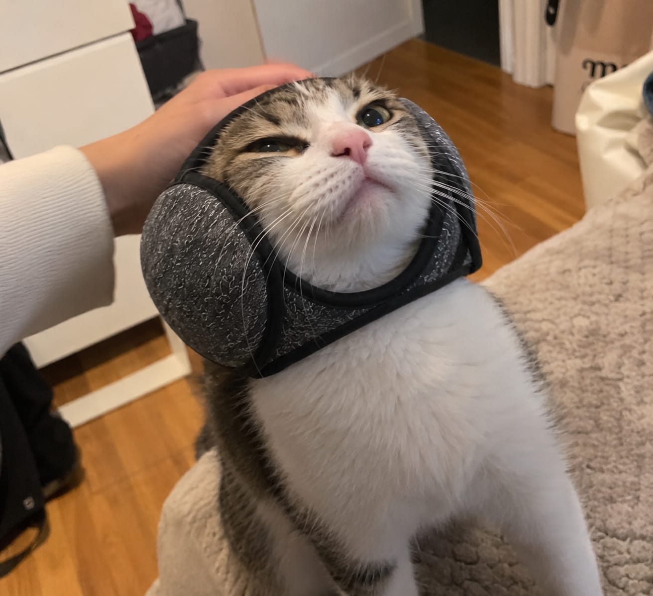 Customer photo review of Adjustable Cat Ear Muffs