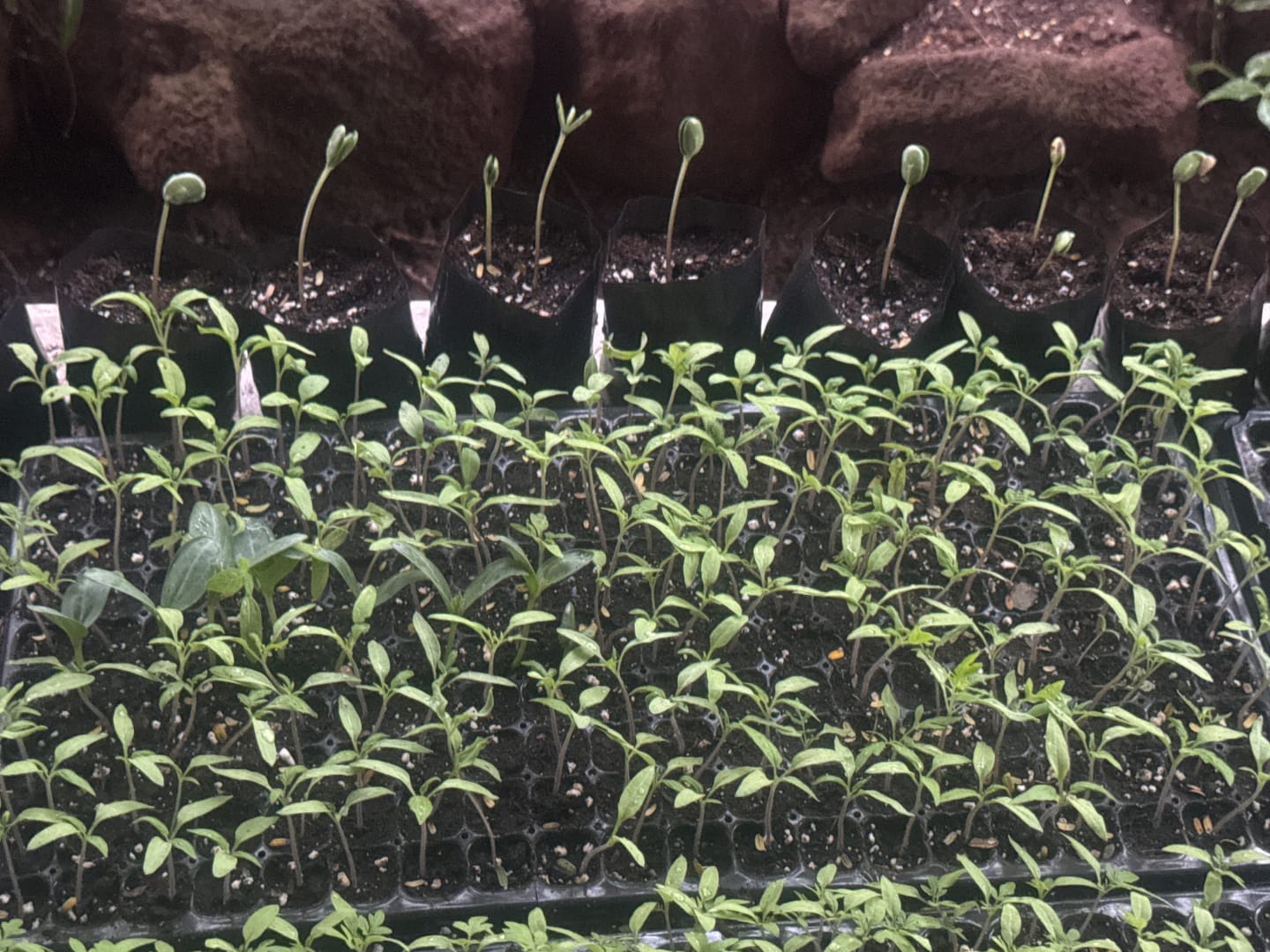 Customer photo review of Semillas Poroto Edamame