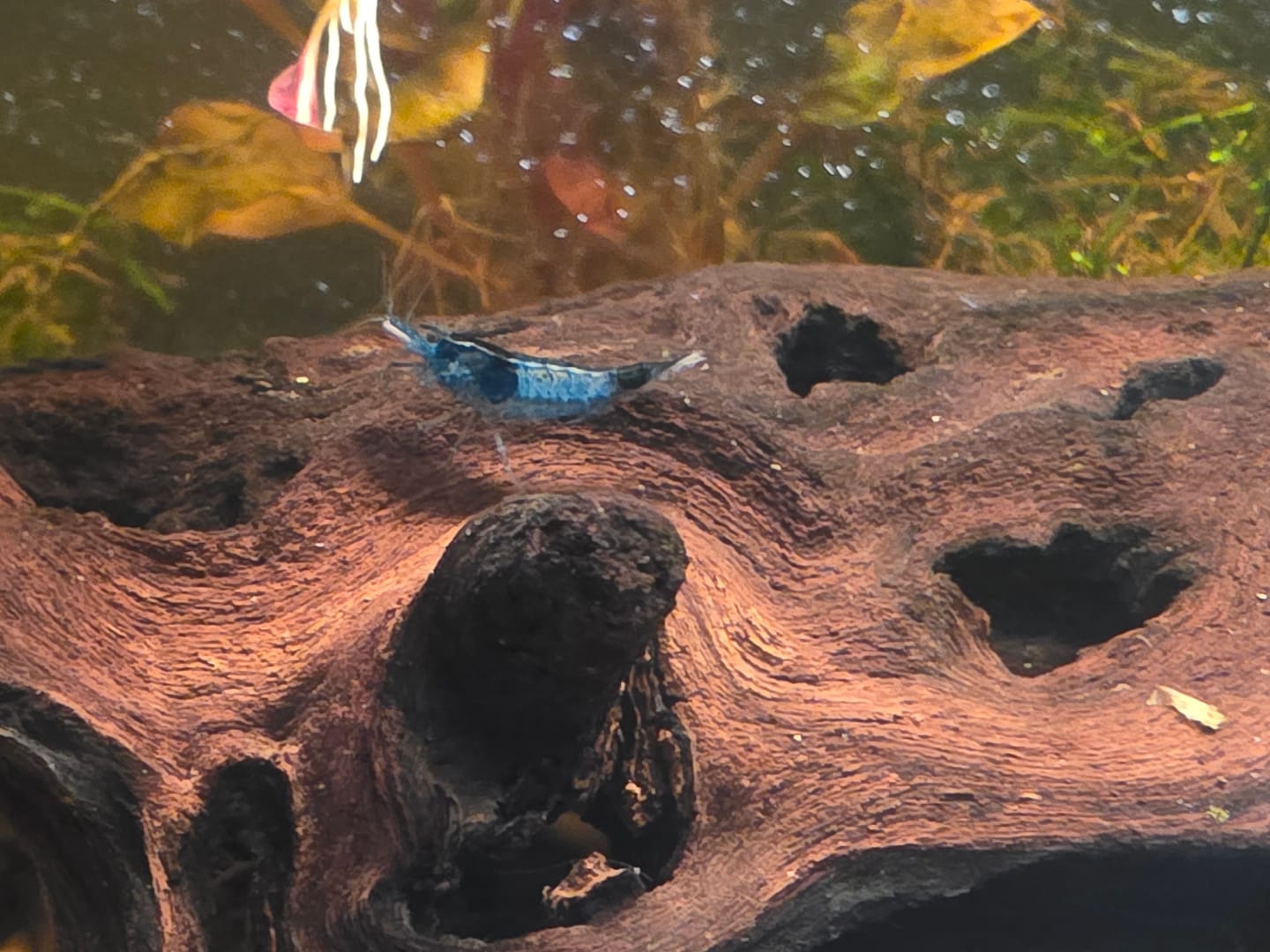Customer photo review of Neocaridina Skittles Shrimp Pack – Assorted Freshwater Colors