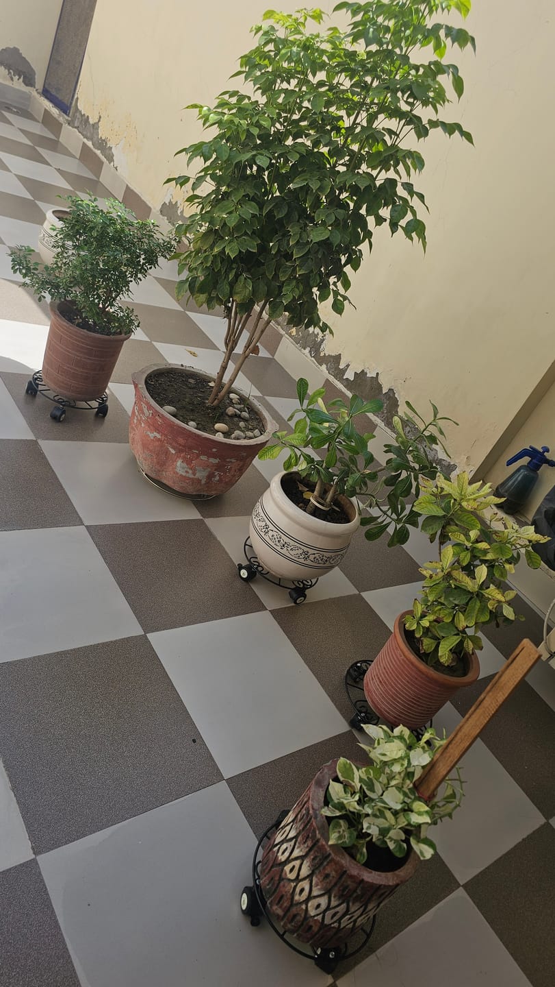 Customer photo review of TryGreen Daze Wheel Rolling Plant Stand for Planters