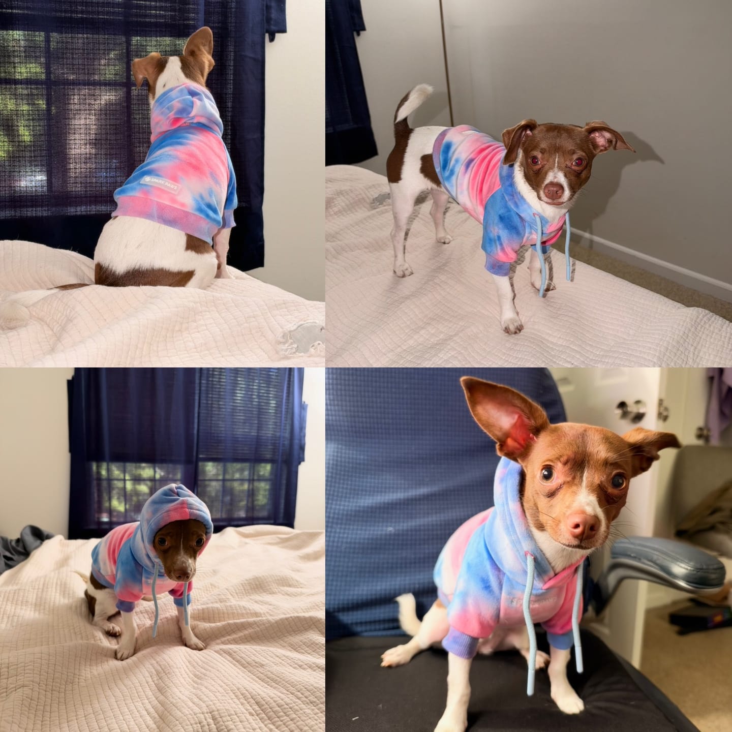 Customer photo review of Velvet Dog Hoodie - Snow Cone