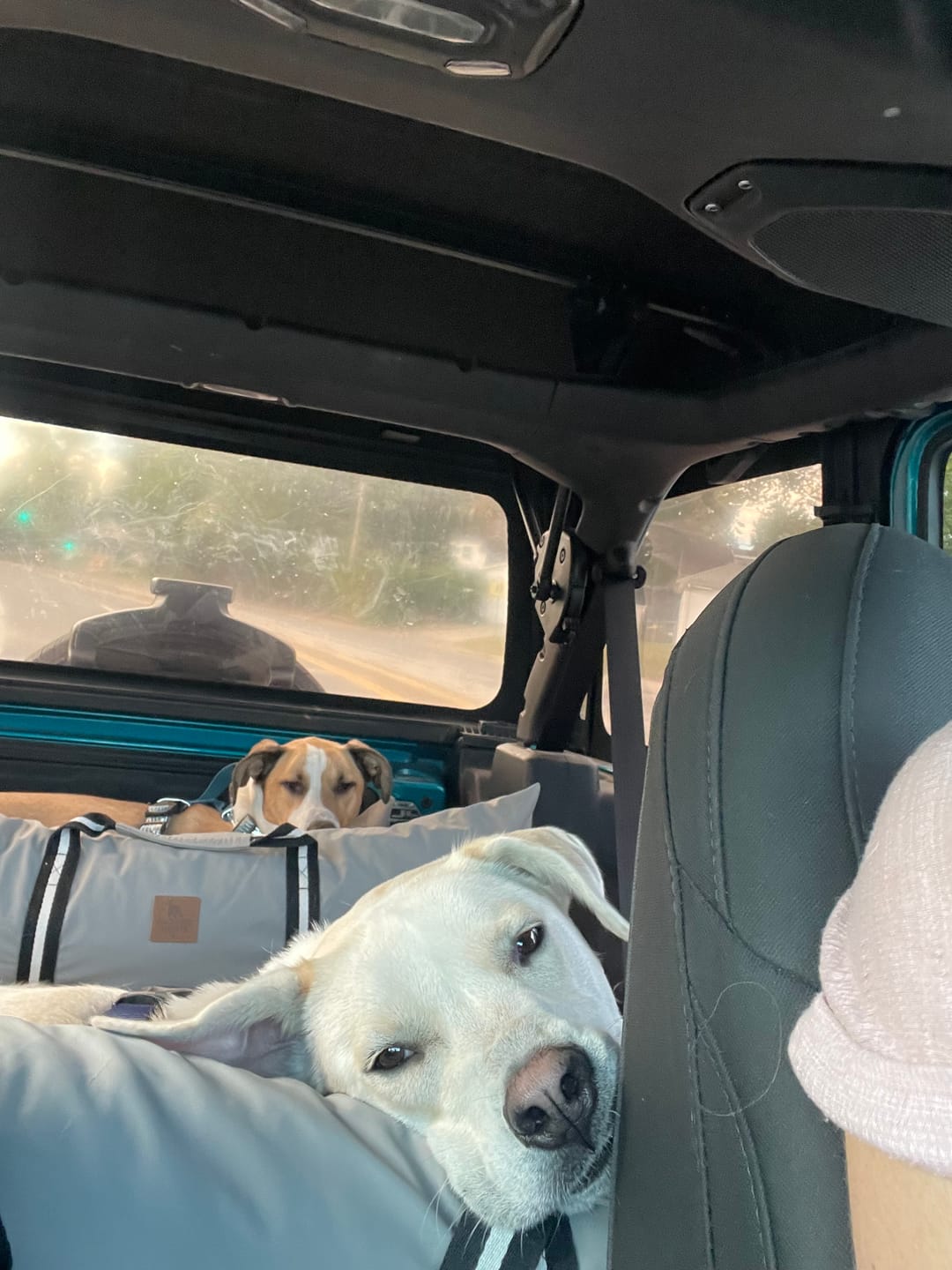 Customer photo review of Dog Dock V2 New With Latch Anchors