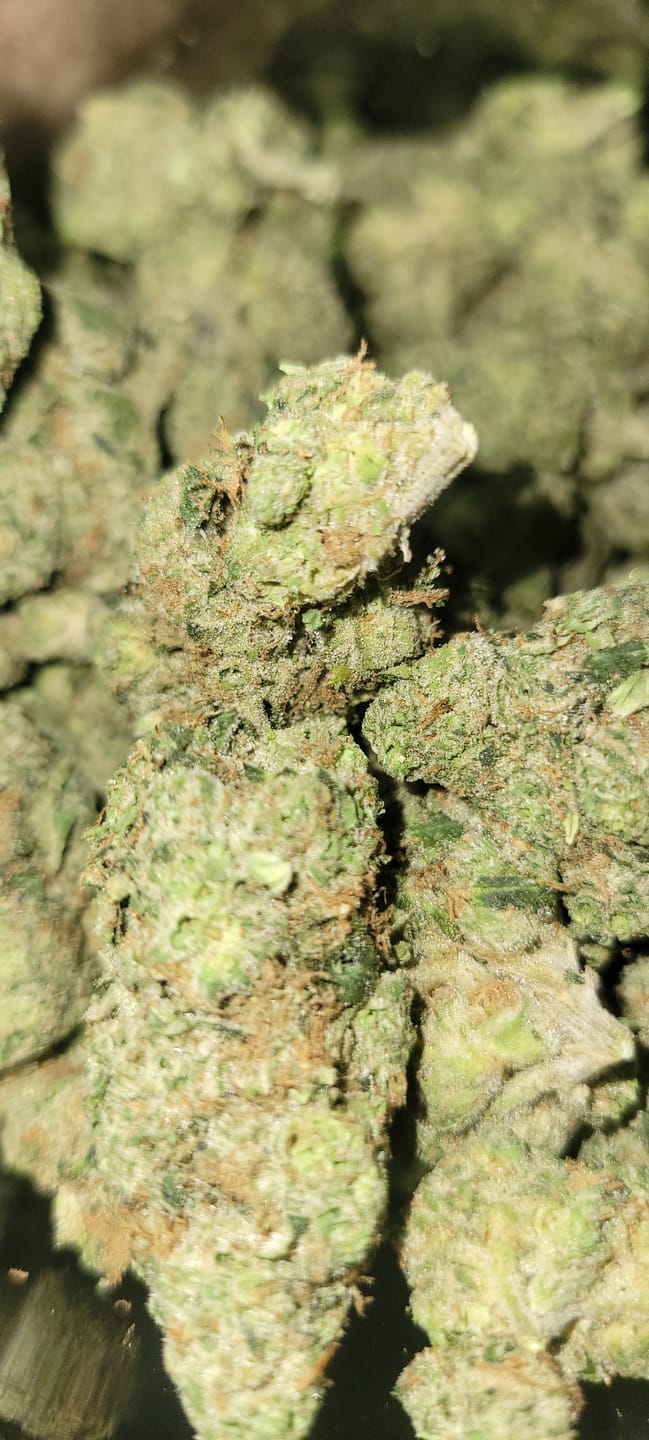 Customer photo review of Blue Skunk Indoor THCA