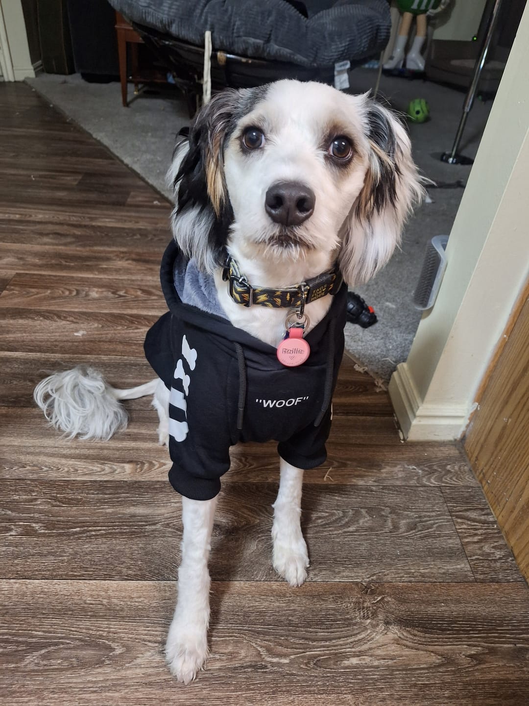 Customer photo review of "WOOF" Dog Hoodie - Black & Reflective