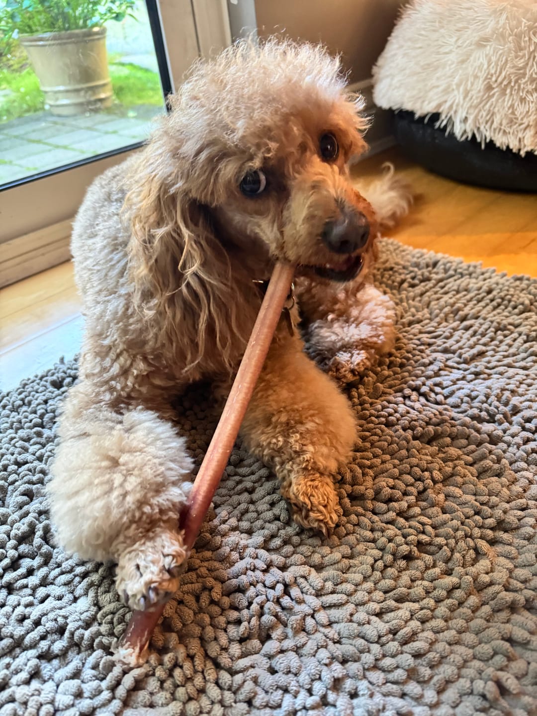 Customer photo review of 12 Inch Standard Bully Stick