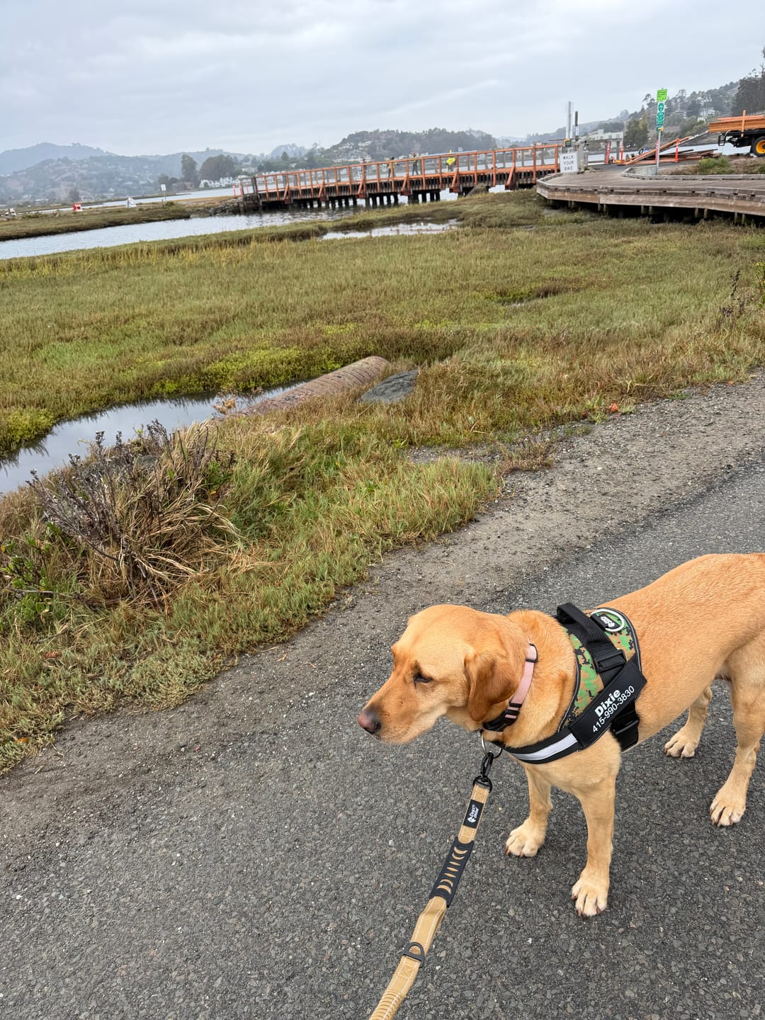 Customer photo review of SCOBYDOG No Pull Harness