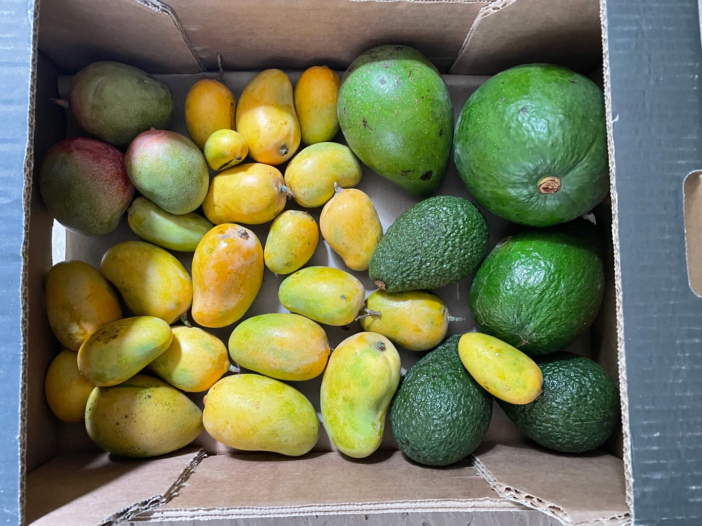 Customer photo review of Mini-Mango von Juan 3kg Retterbox %