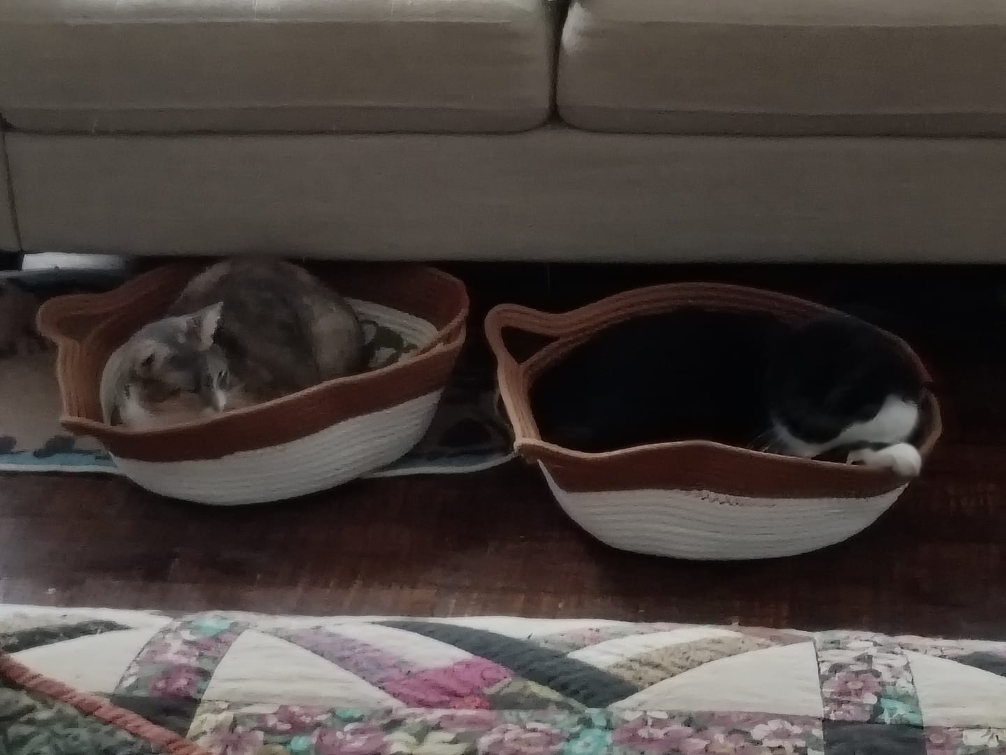 Customer photo review of Instinct Basket | Meet the first research-backed natural territory for indoor cats