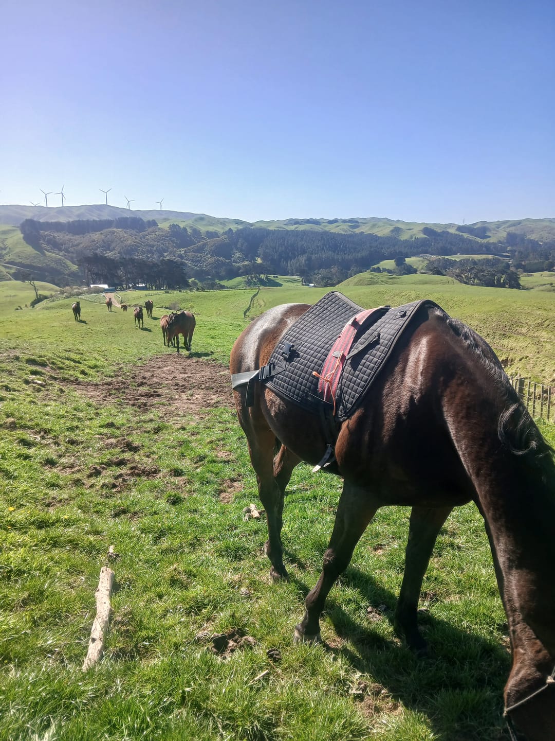 Customer photo review of Equine America Magnitude Magnesium Powder 1K