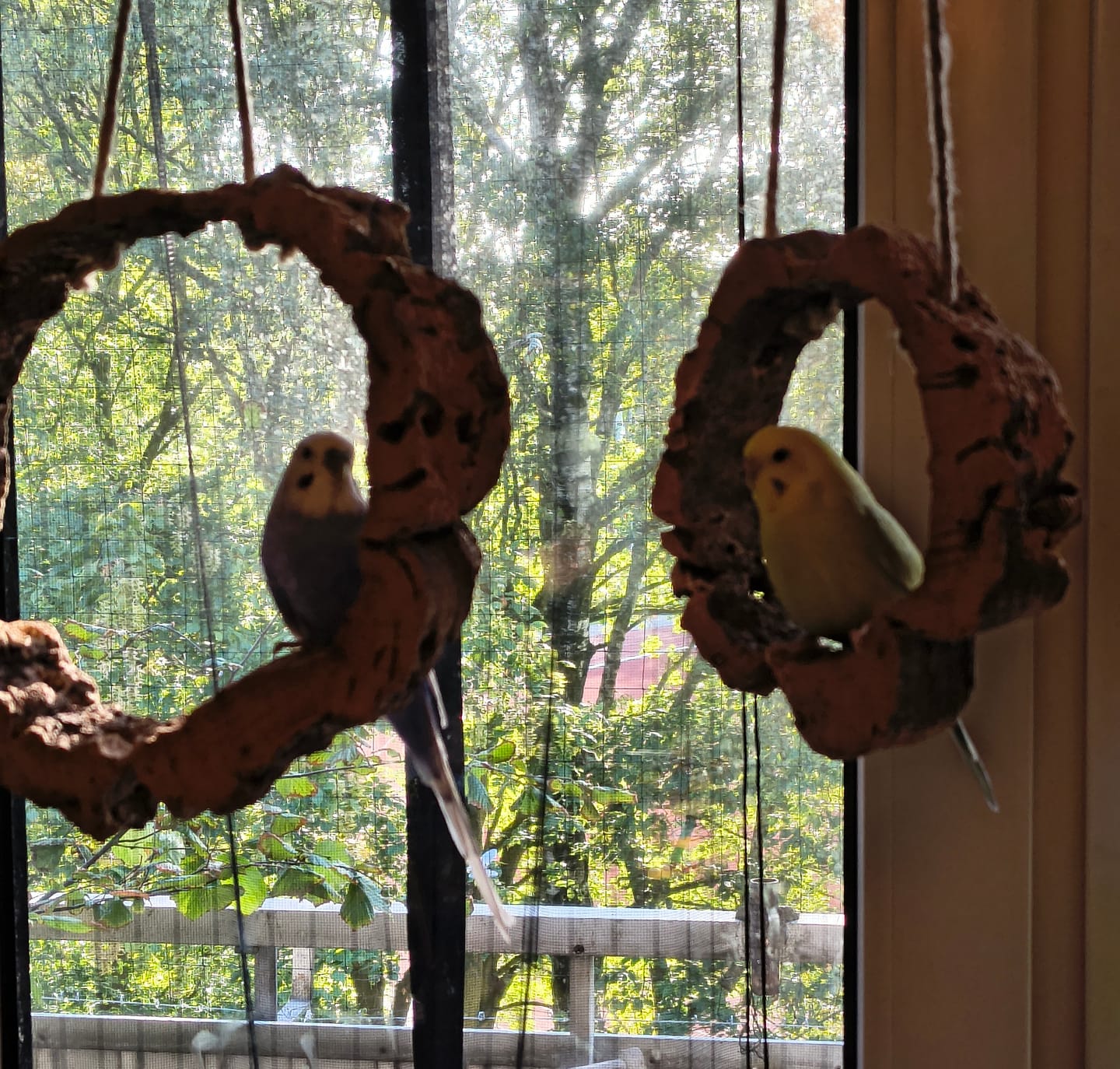 Customer photo review of Korkringschaukel