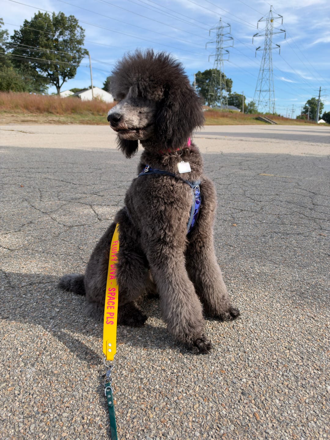 Customer photo review of Apex® Harness