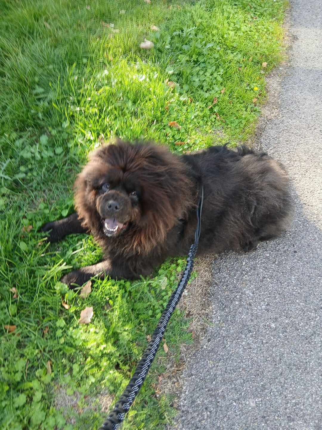 Customer photo review of ParoPet No Pull Dog Harness
