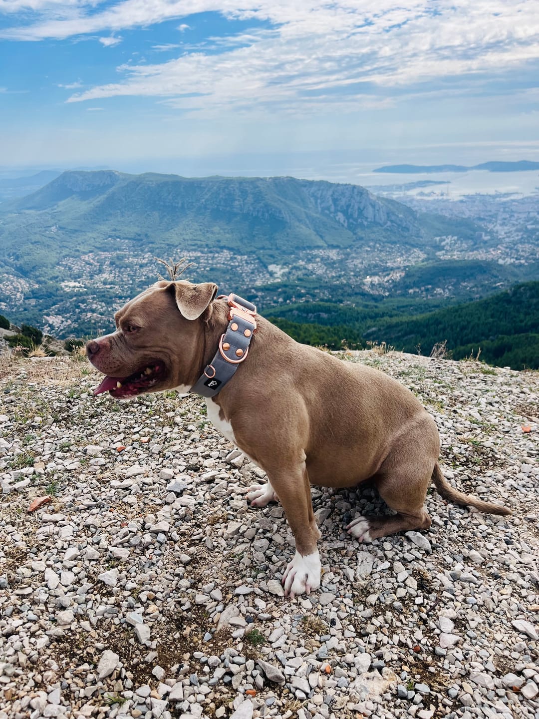 Customer photo review of Extreme Rose Buckle Grått - Starkt och säkert halsband