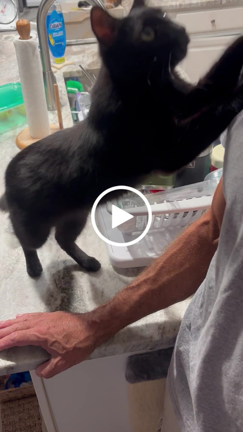 Customer video review of Royal Canin Veterinary Diet - Renal Support Liquid Feline 4 pack