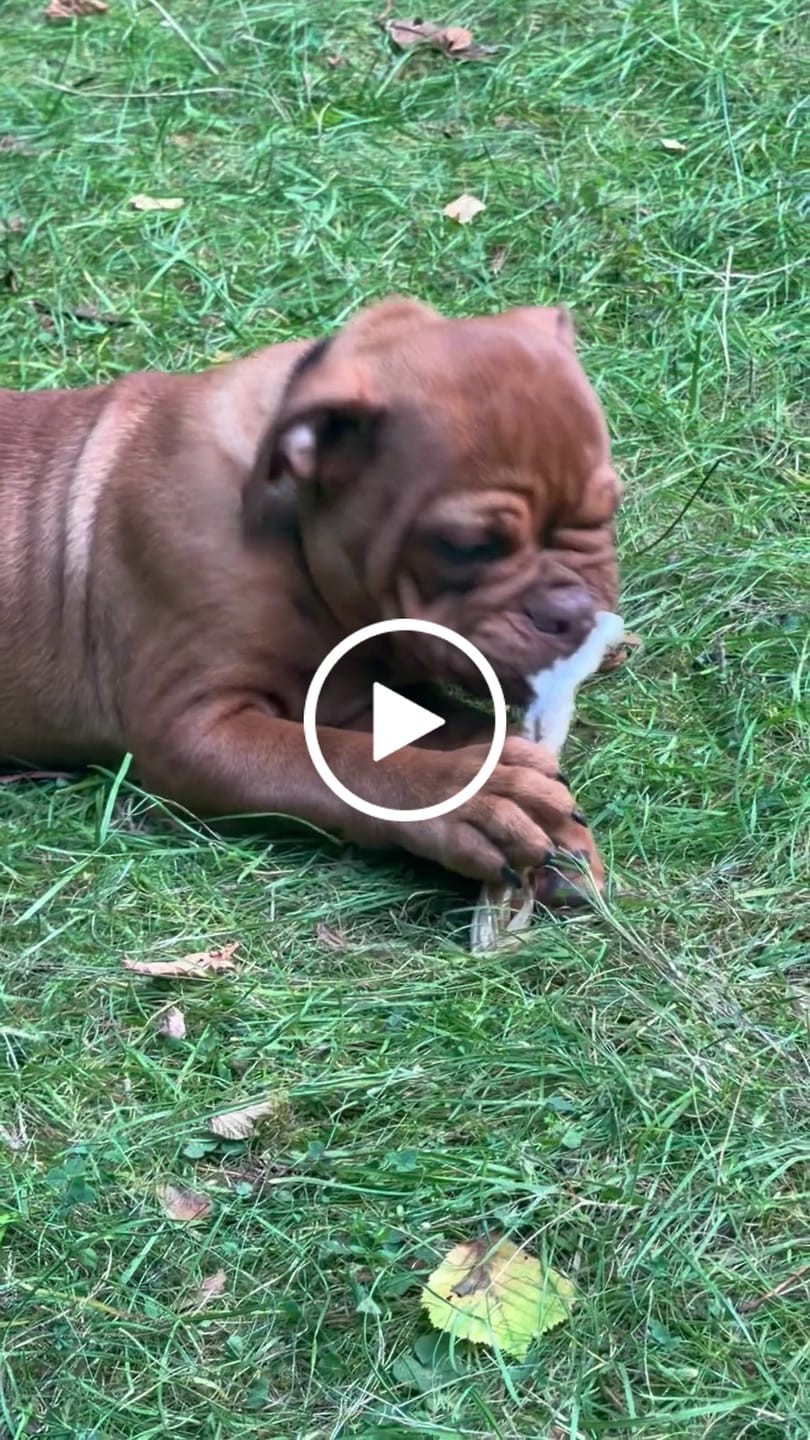Customer video review of Lamb Braid (120g)