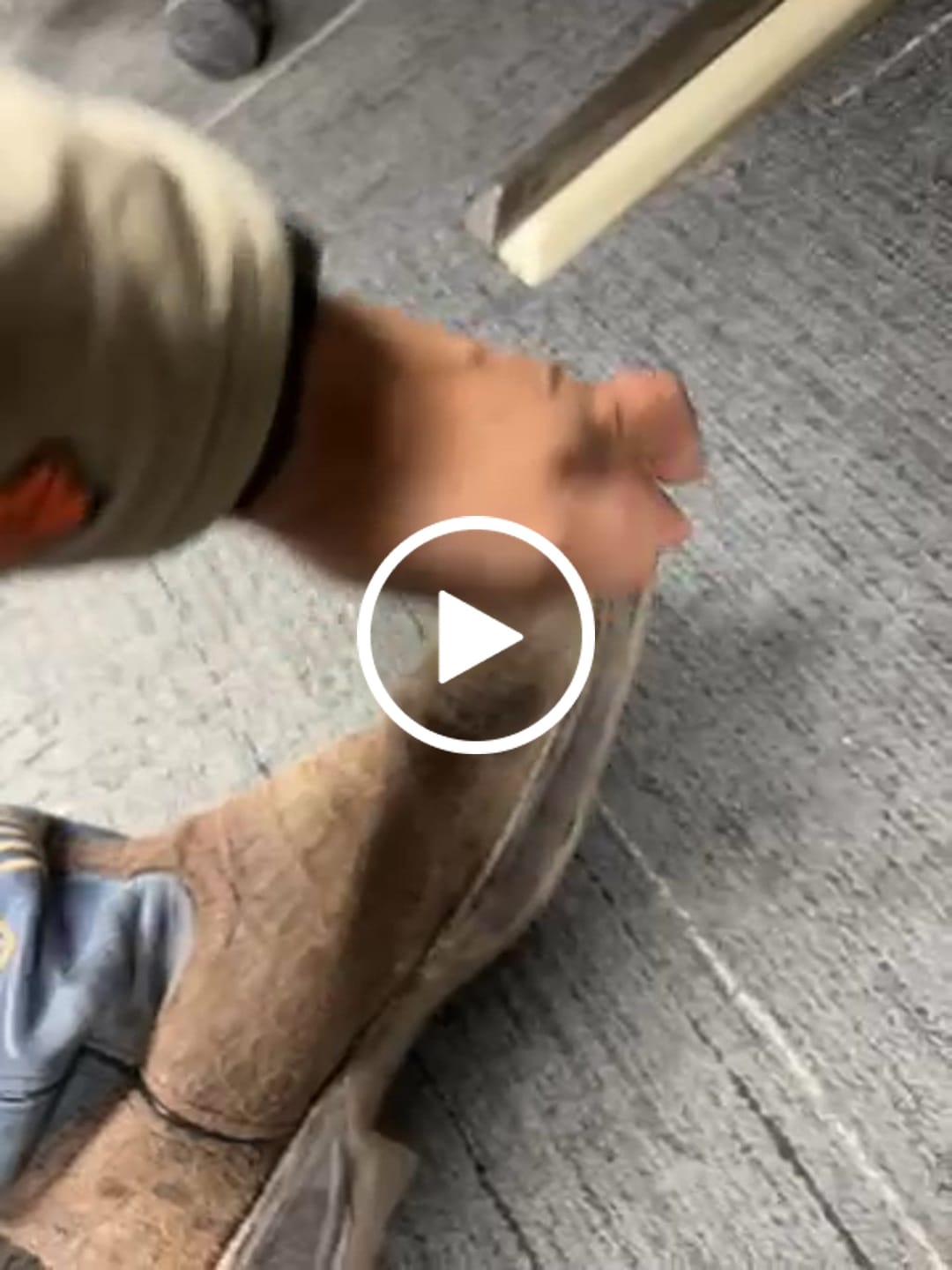 Customer video review of Rustic Brown Caiman Neck Leather Boots With 3D Lightweight Sole - Composite Toe