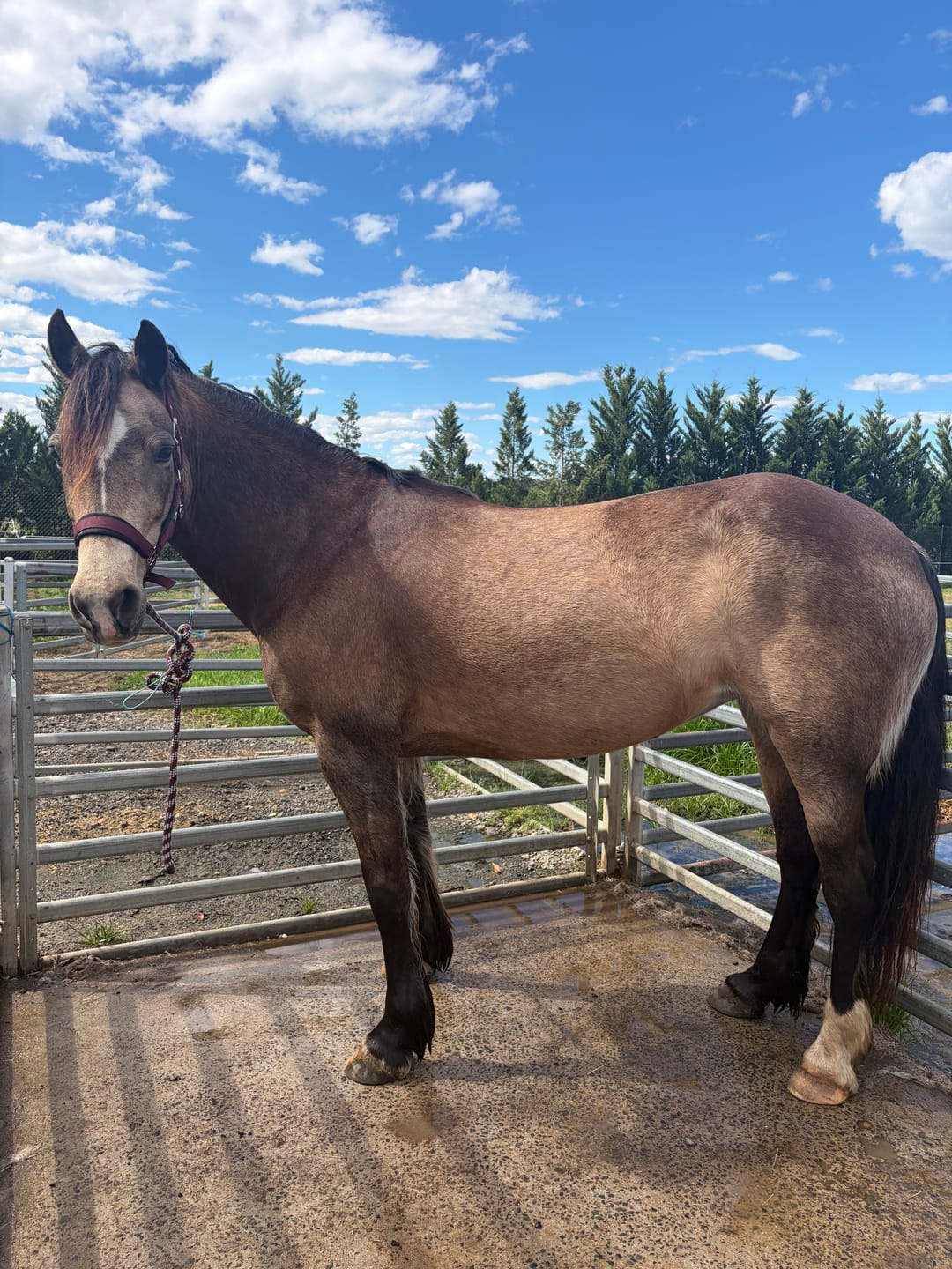 Customer photo review of Ulcer Armour+ | Gastric Support for Horses